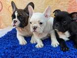 Французского бульдога, - photo 3
