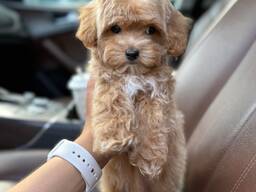 Щенки мальтипу