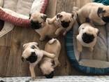Щенки мопса потрясающего качества. - фото 1