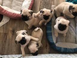 Щенки мопса потрясающего качества.