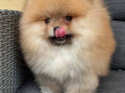 Щенки померанского шпица