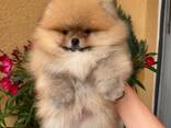 Щенки померанского шпица - фото 1
