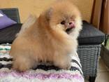Щенки померанского шпица - фото 2