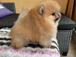 Щенки померанского шпица - фото 3