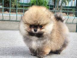 Щенки спаниеля-померанца (BOBO) на продажу