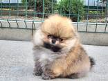 Щенки спаниеля-померанца (BOBO) на продажу - photo 2