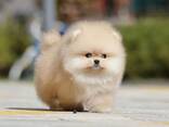 Щенки спаниеля-померанца (BOBO) на продажу - фото 3