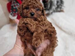 Щенки той-пуделя на продажу