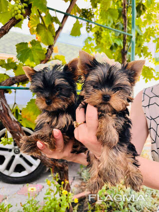 Щенки Йоркширского терьера