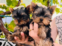 Щенки Йоркширского терьера