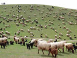 Sheep's wool - photo 4