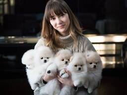 Шпицепомеранского шпица