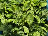 Spinach - photo 1