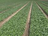 Spinach - фото 1