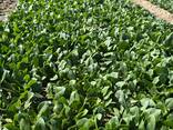 Spinach - фото 3