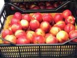 Sweet and juicy Peach, Nectarine and Cherry time. - photo 5