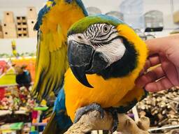 Female blue and gold macaw
