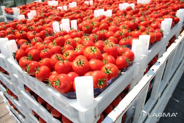 Tomato