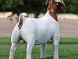 Full blood boer goats - photo 1