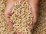 Top Supplier Dropshipping Wood Pellets Biomass Fuel From China 4300-4500KG/KCAL