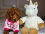 Toy de 12 semaines cherchent une famille aimante - photo 2