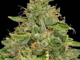 WhatsApp 33759417428 Buy weed in France, Buy weed in Paris, Buy weed in Lyon, Buy weed in