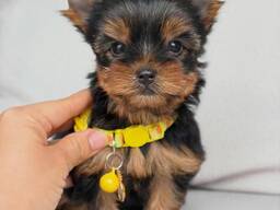 Yorkie puppy
