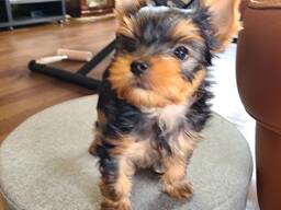 Йоркширского терьера