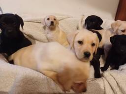 ? Zuckersüße Labradorwelpen suchen liebevolles Zuhause! ?